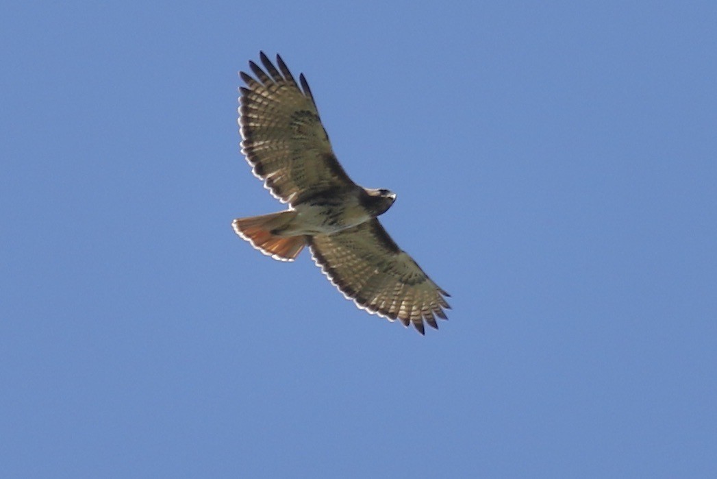Red-tailed Hawk - ML451379381