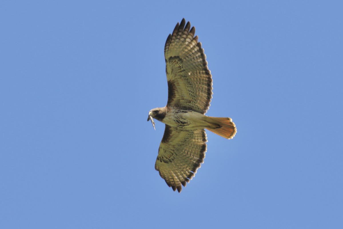 Red-tailed Hawk - ML451380791