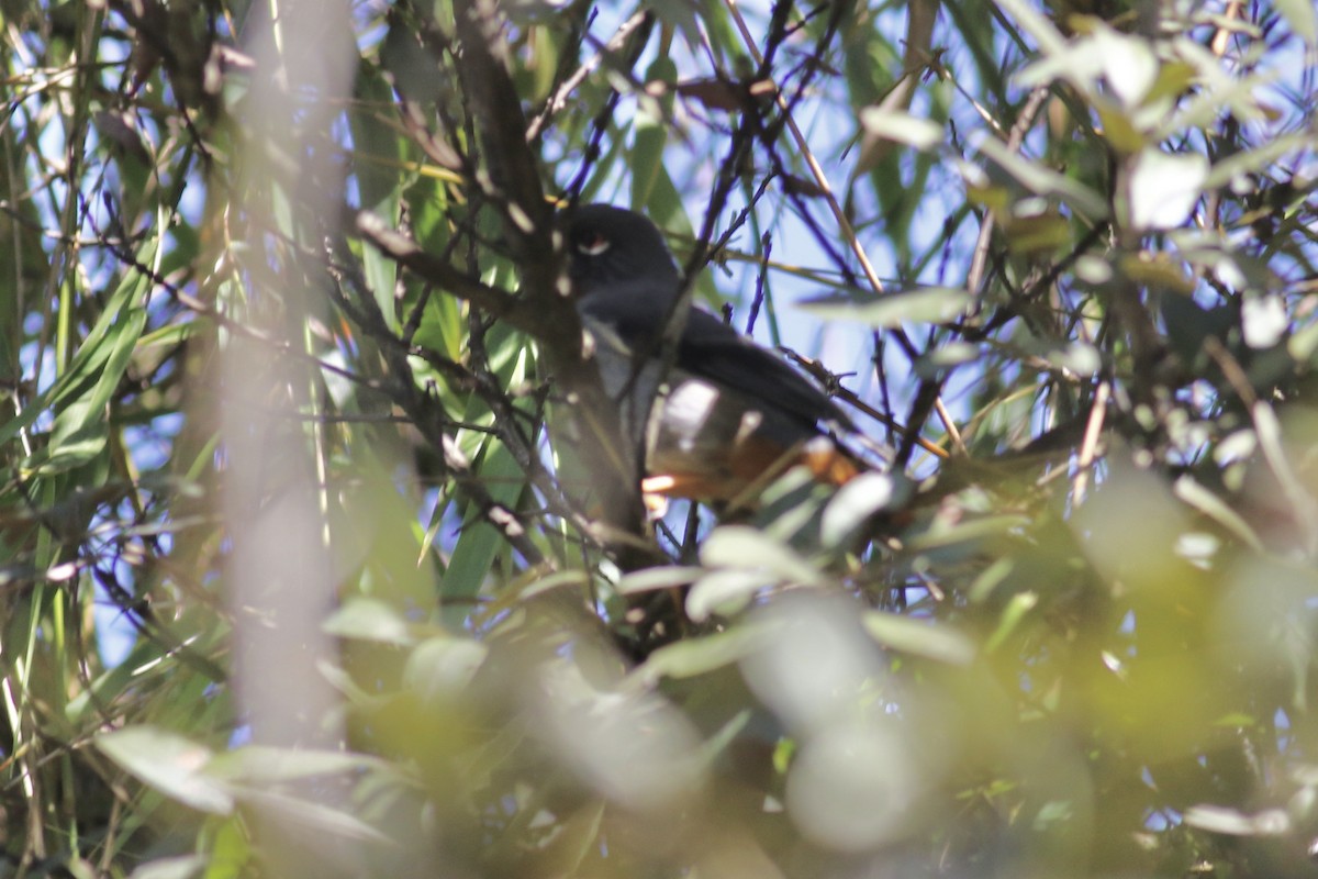 Rufous-throated Solitaire - ML451384331
