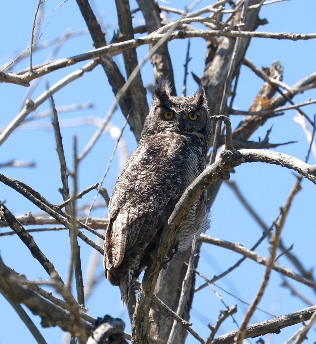 Great Horned Owl - ML451386061