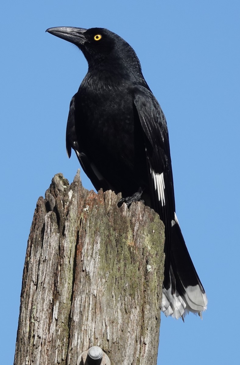 Pied Currawong - ML451391311