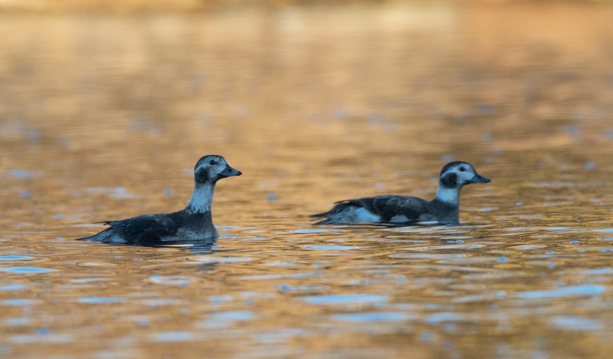 Long-tailed Duck - ML451393641