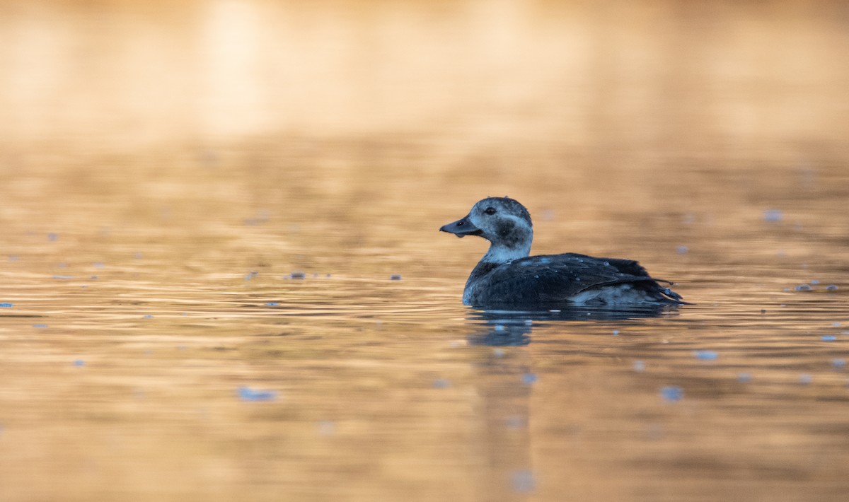 Long-tailed Duck - ML451393661