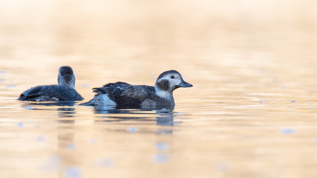 Long-tailed Duck - ML451393681