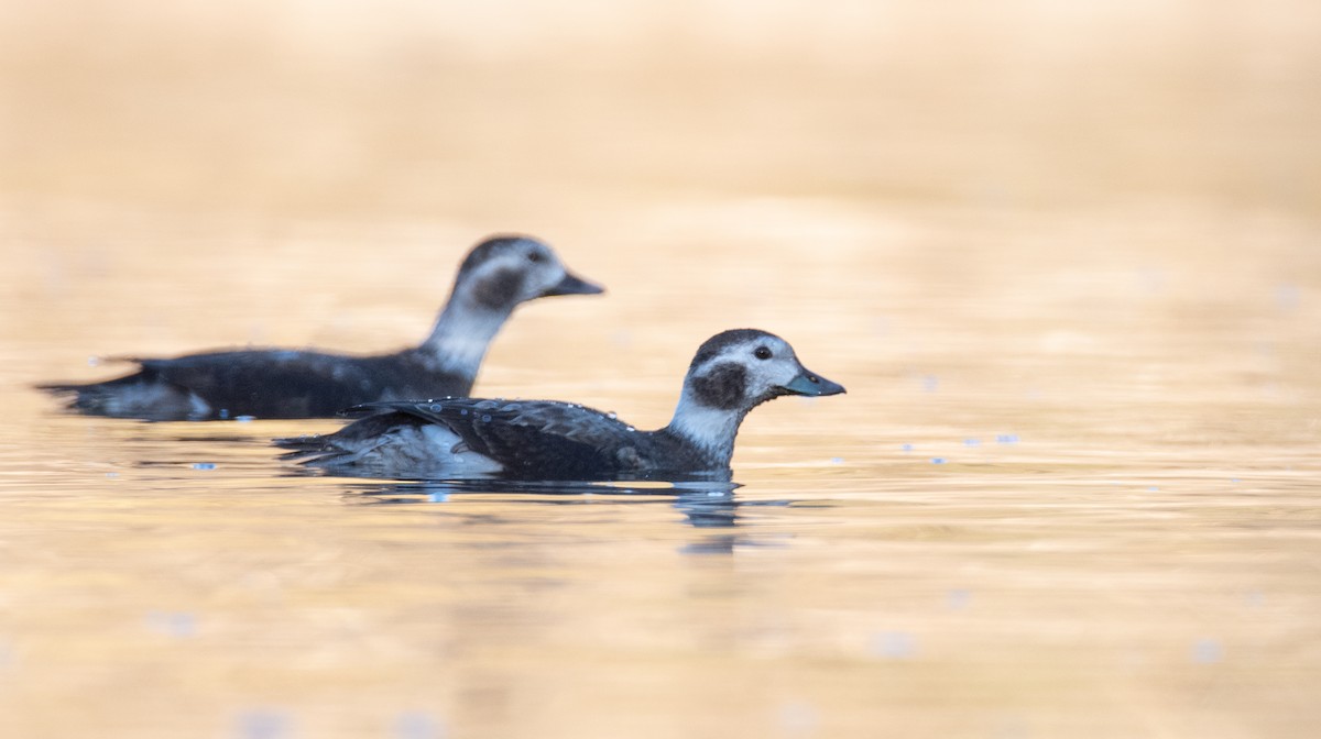 Long-tailed Duck - ML451393691