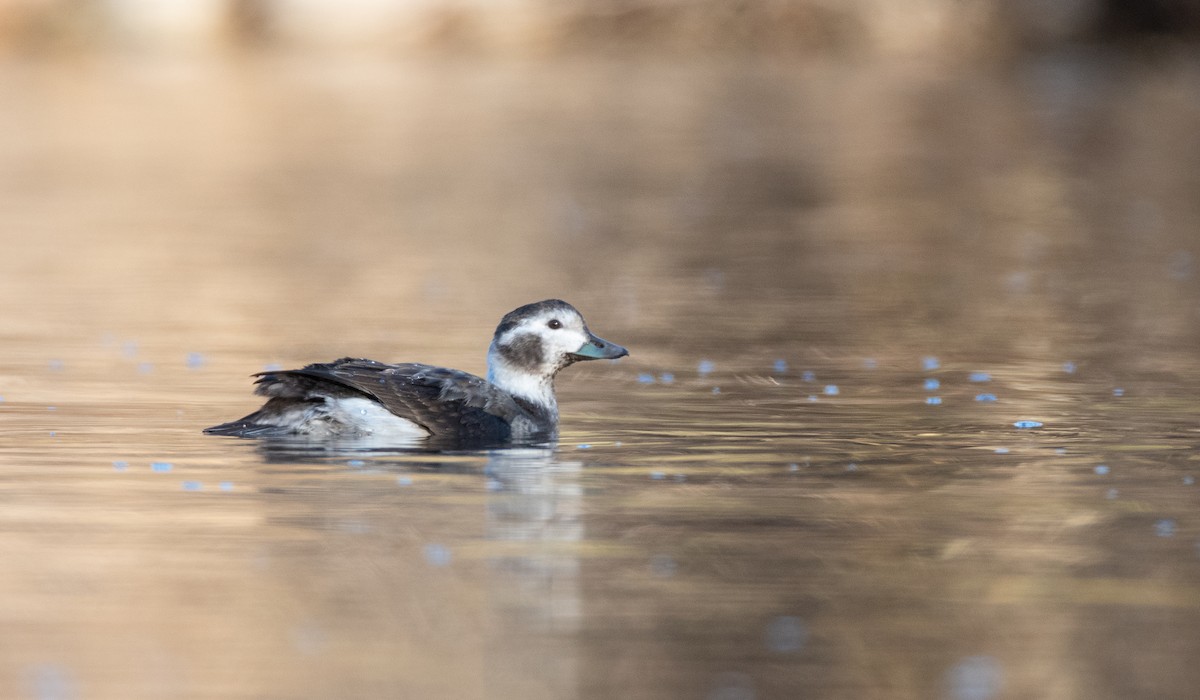 Long-tailed Duck - ML451393701