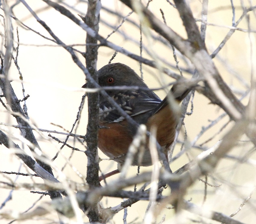 Spotted Towhee - ML45139631