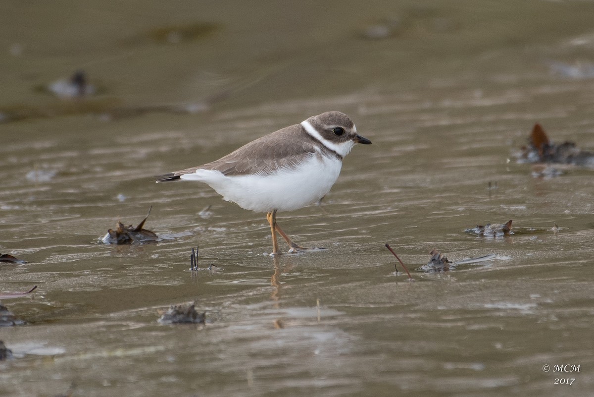 Semipalmated Plover - Mary Catherine Miguez