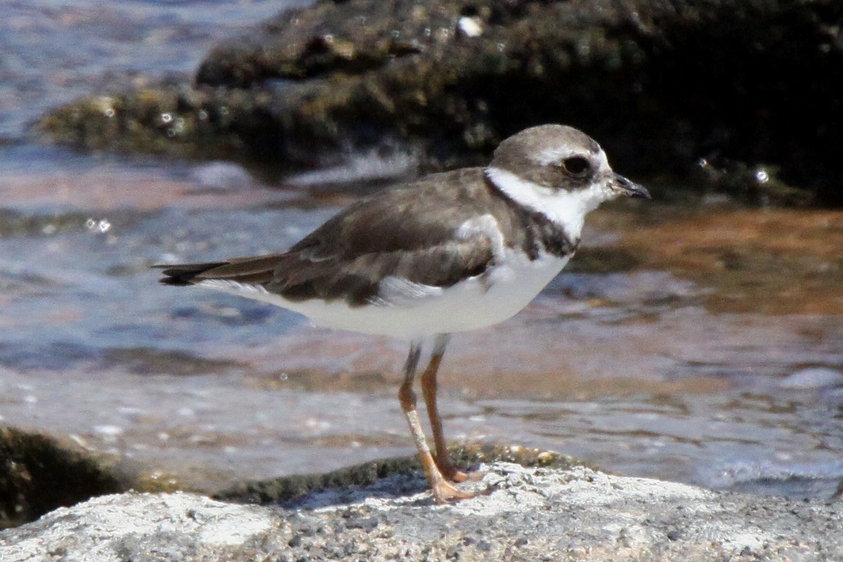 Semipalmated Plover - ML451403171