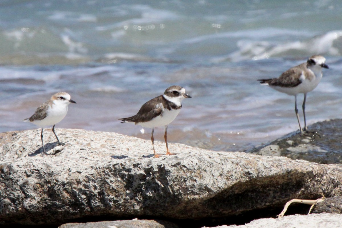 Semipalmated Plover - ML451403181