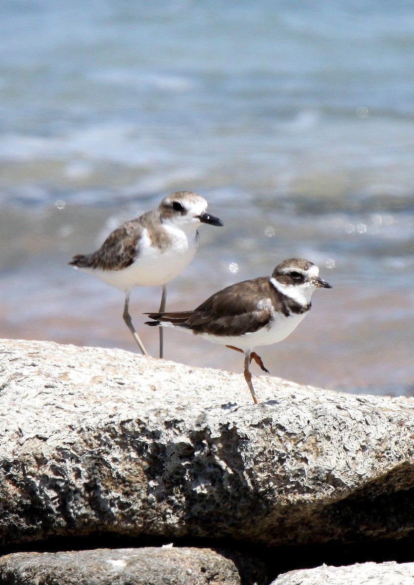Semipalmated Plover - ML451403191