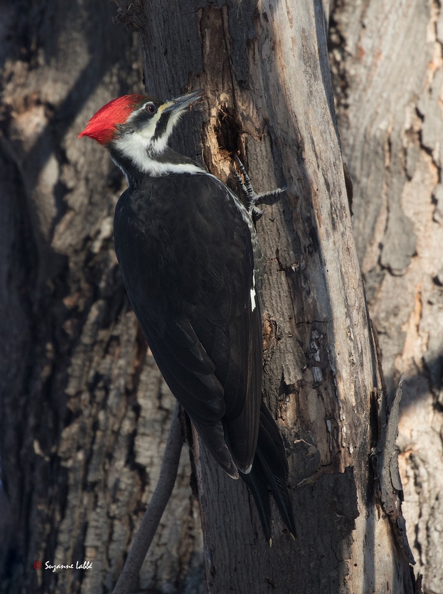 Pileated Woodpecker - ML45140481