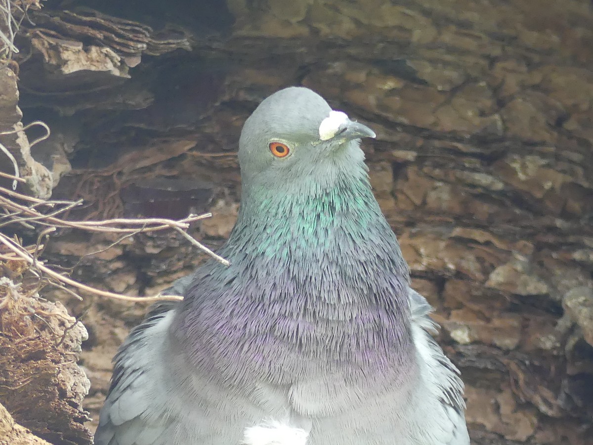 Rock Pigeon (Feral Pigeon) - ML451405651