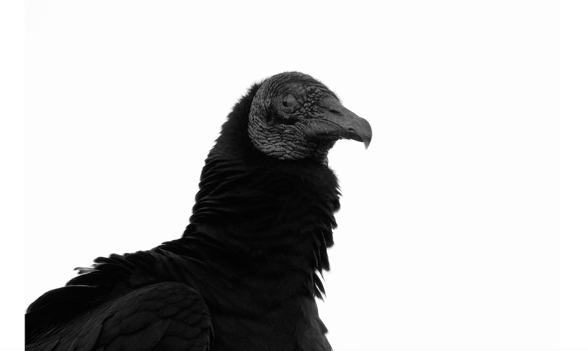 Black Vulture - ML45140601