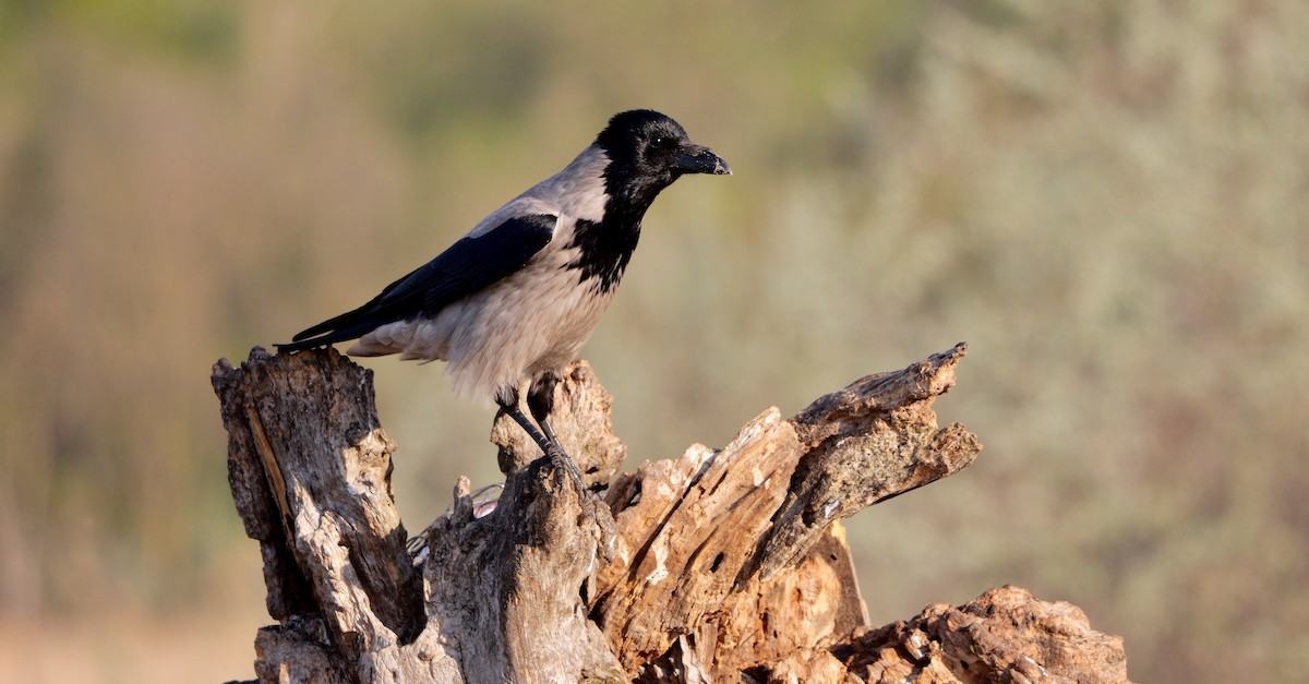 Hooded Crow (Hooded) - ML451411611