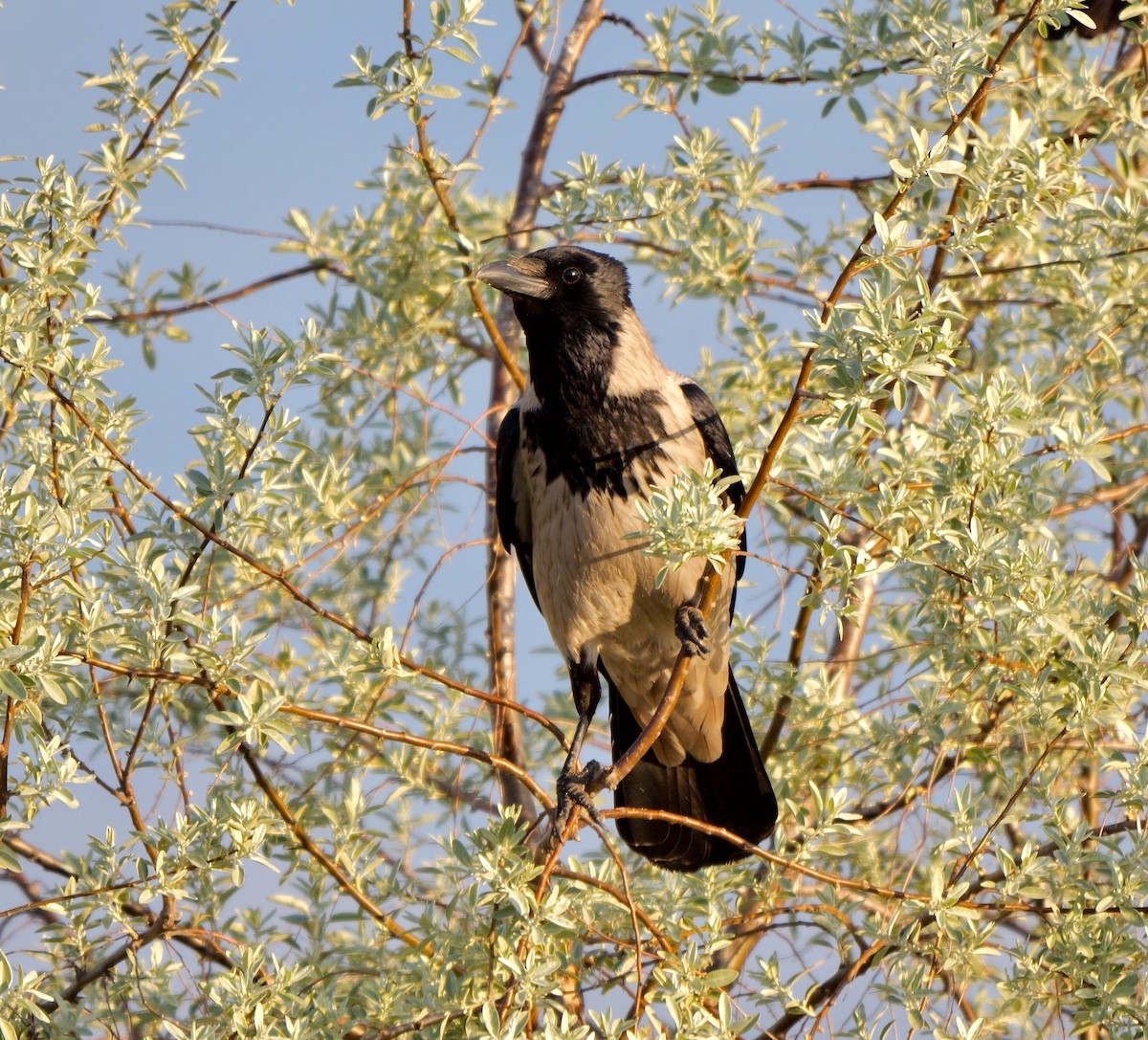 Hooded Crow (Hooded) - ML451411621