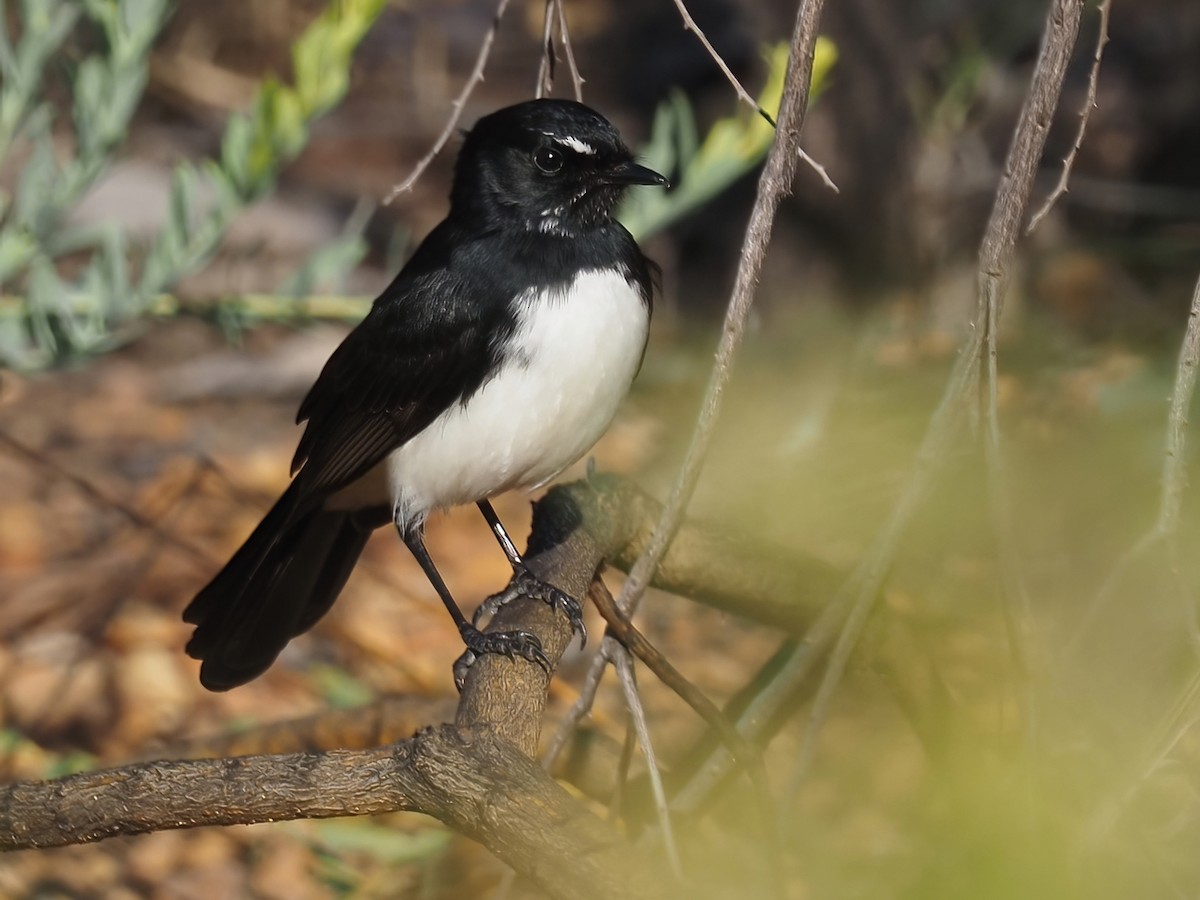 Willie-wagtail - ML451422561