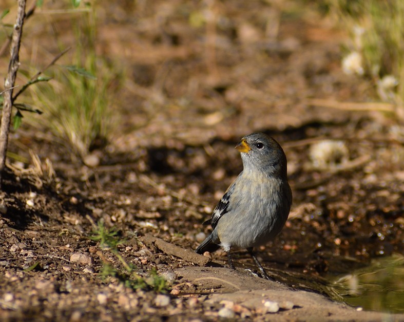 Band-tailed Seedeater - ML451423871