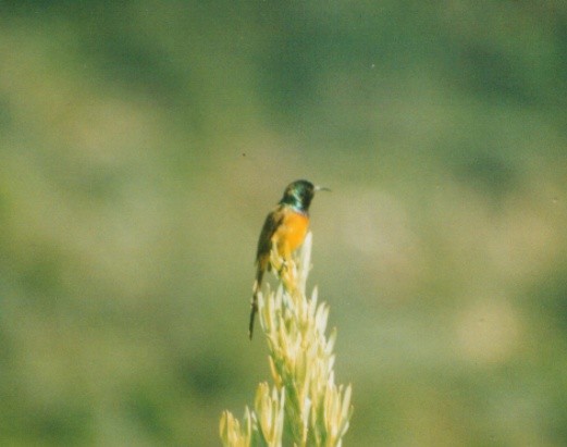 Orange-breasted Sunbird - ML451424051