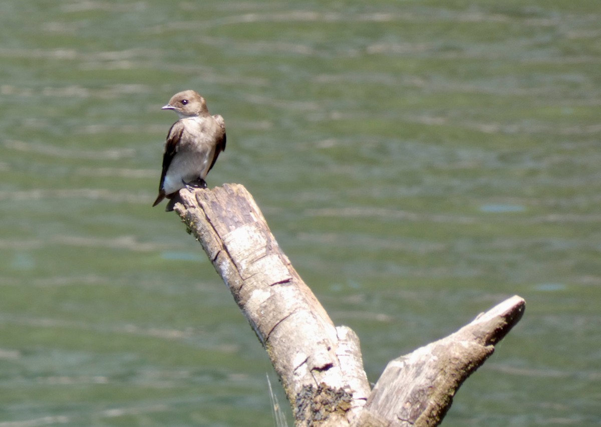 Northern Rough-winged Swallow - ML451436361