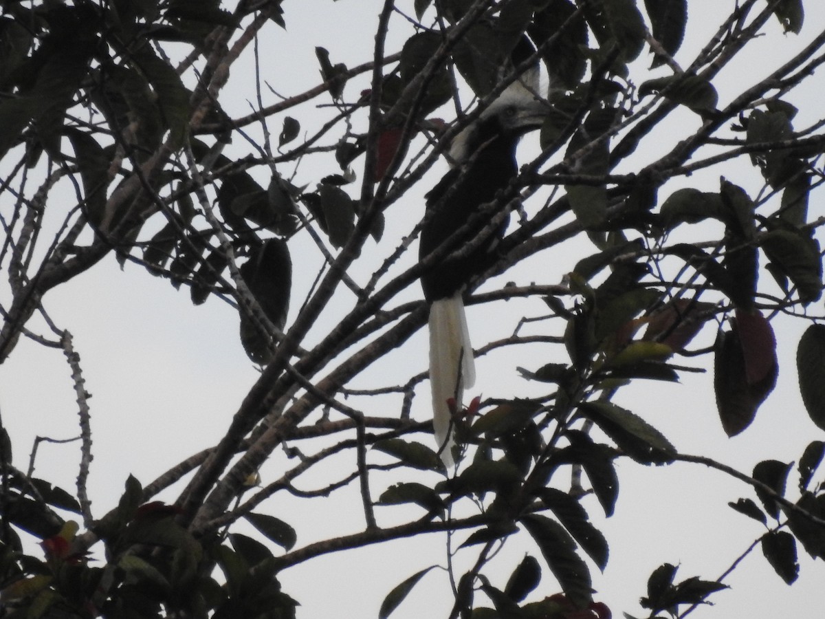 White-crowned Hornbill - juliana low