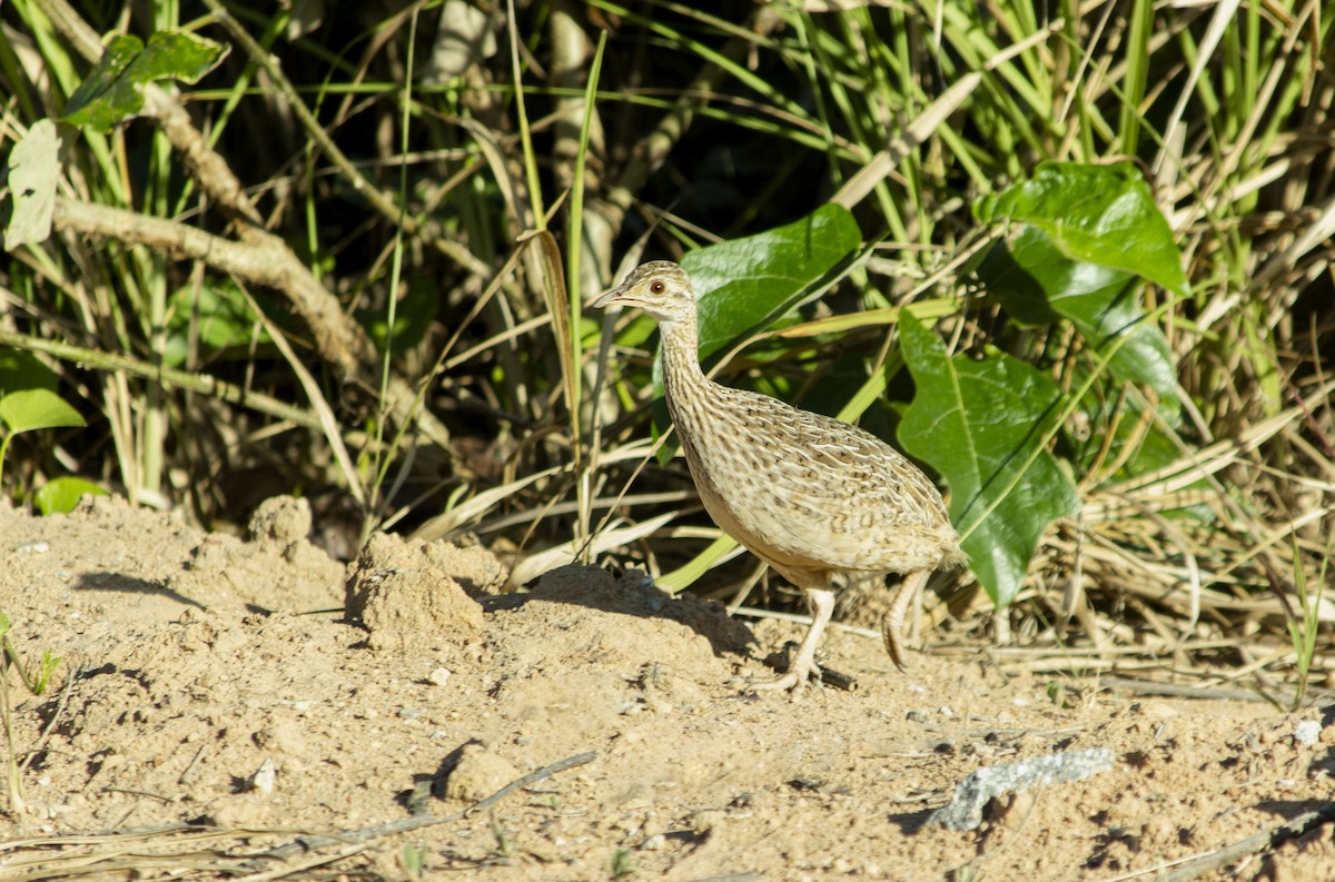 Spotted Nothura - ML451438161