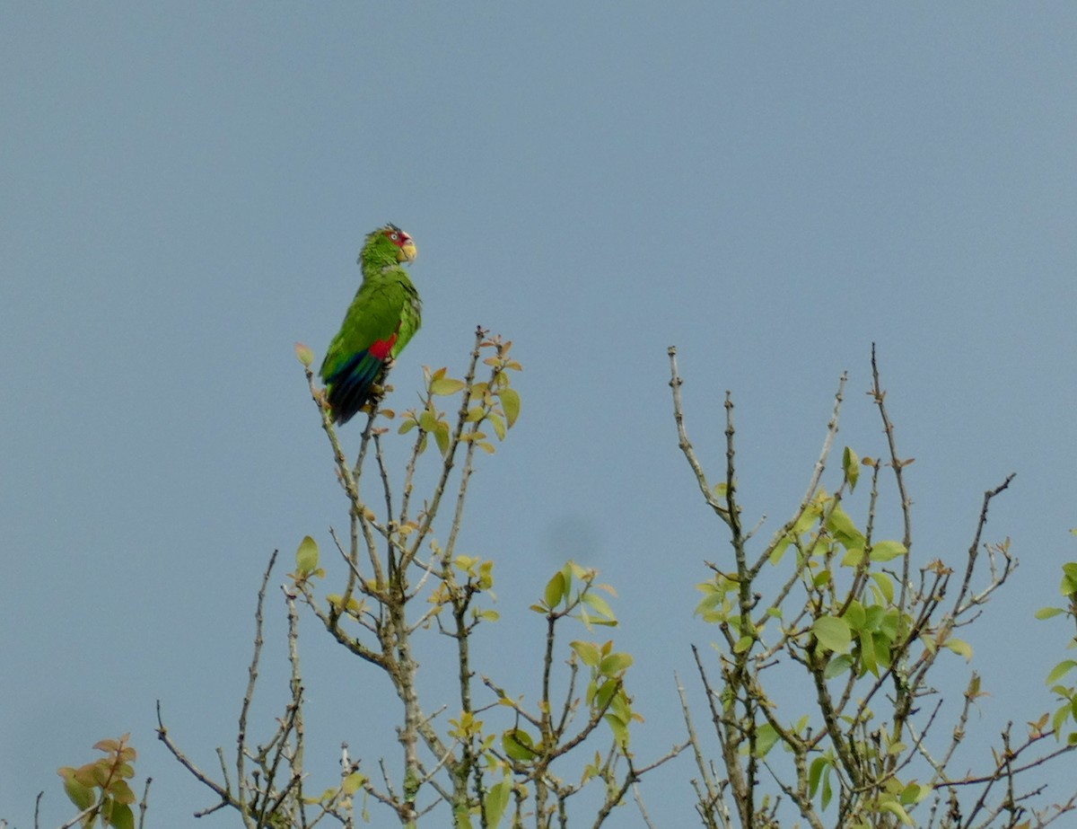 White-fronted Parrot - Mary Jane Gagnier