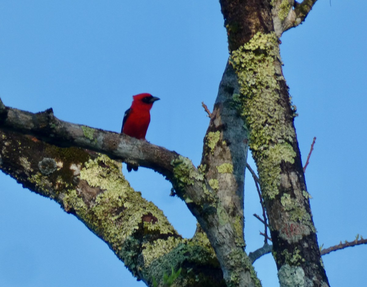 White-winged Tanager - ML451439591