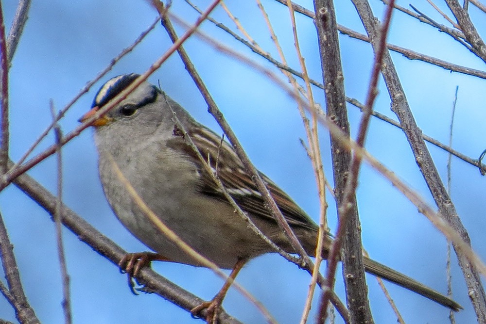 White-crowned Sparrow - ML45144131