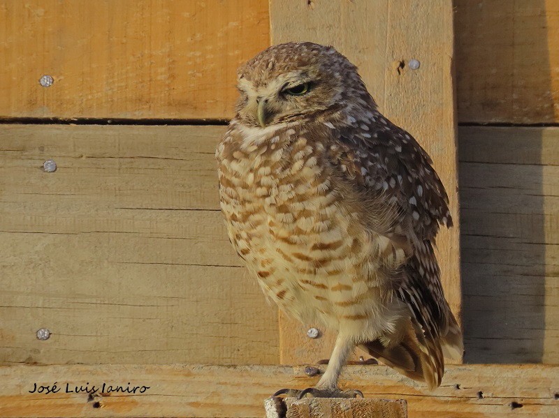 Burrowing Owl - José Luis Ianiro