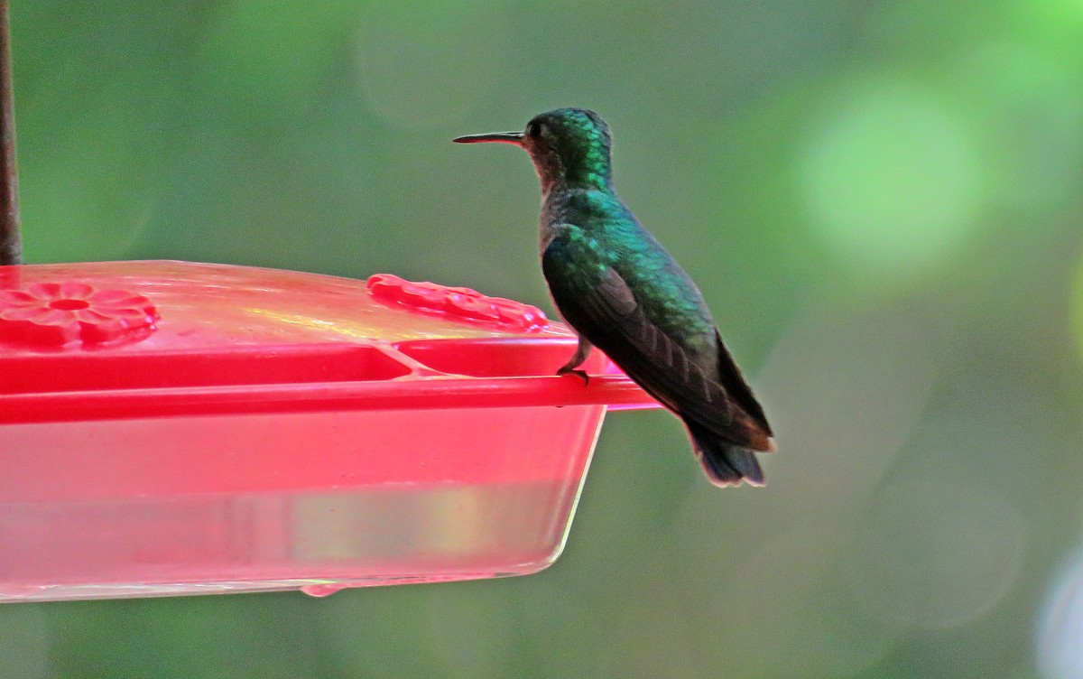Rufous-tailed Hummingbird - Joao Freitas