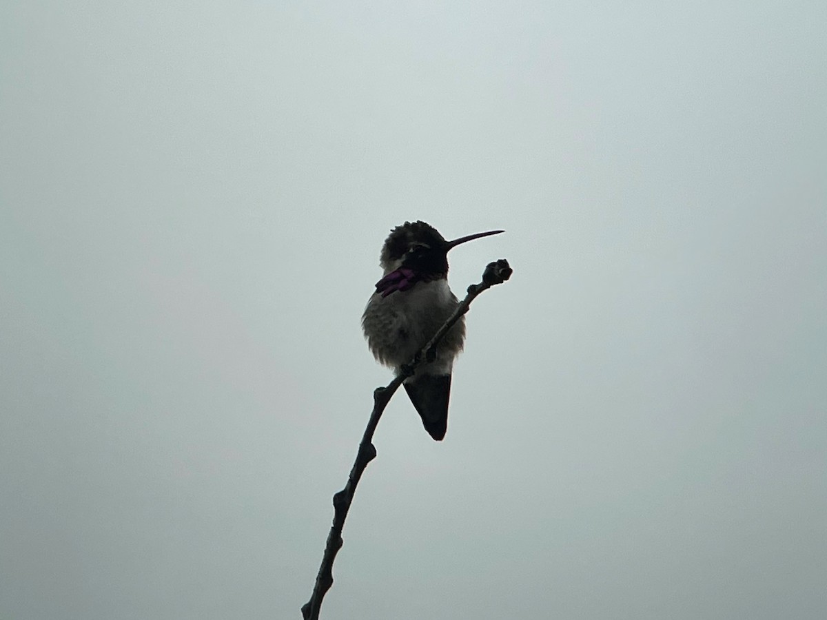Costa's Hummingbird - ML451451761