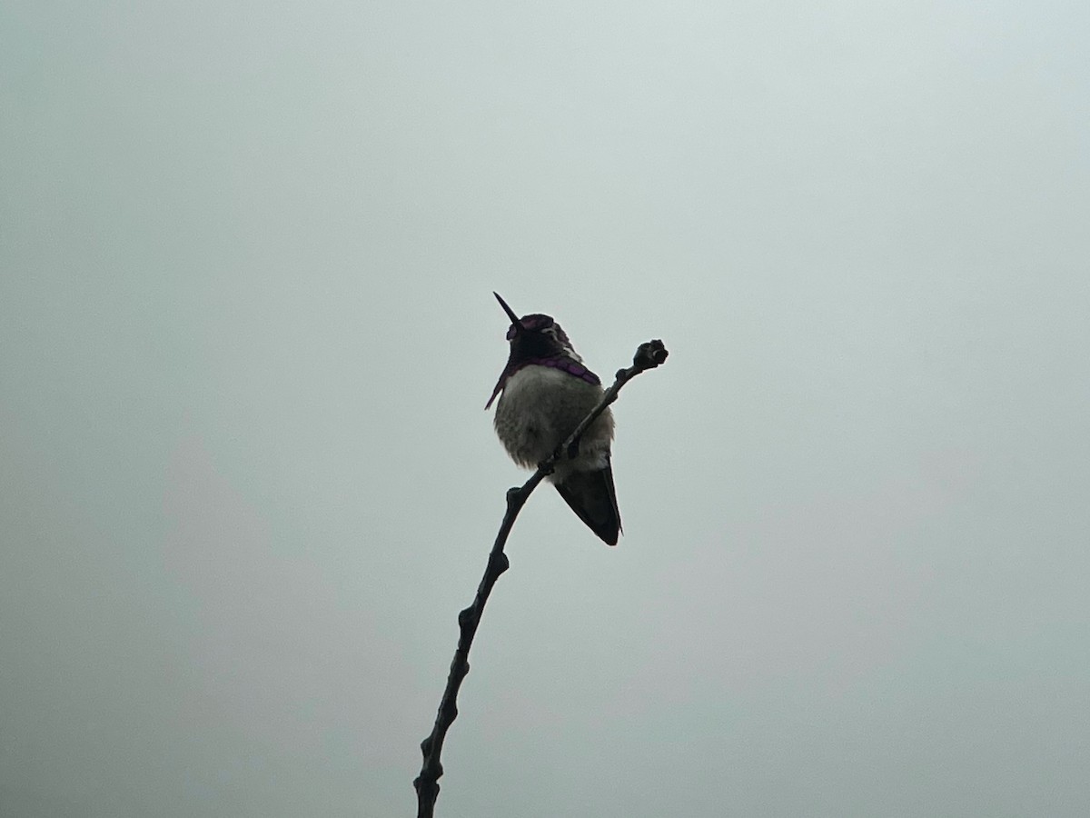 Costa's Hummingbird - ML451451781