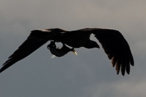 Osprey - Margaret Flinner