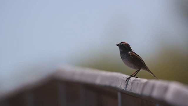Swamp Sparrow - ML451460211