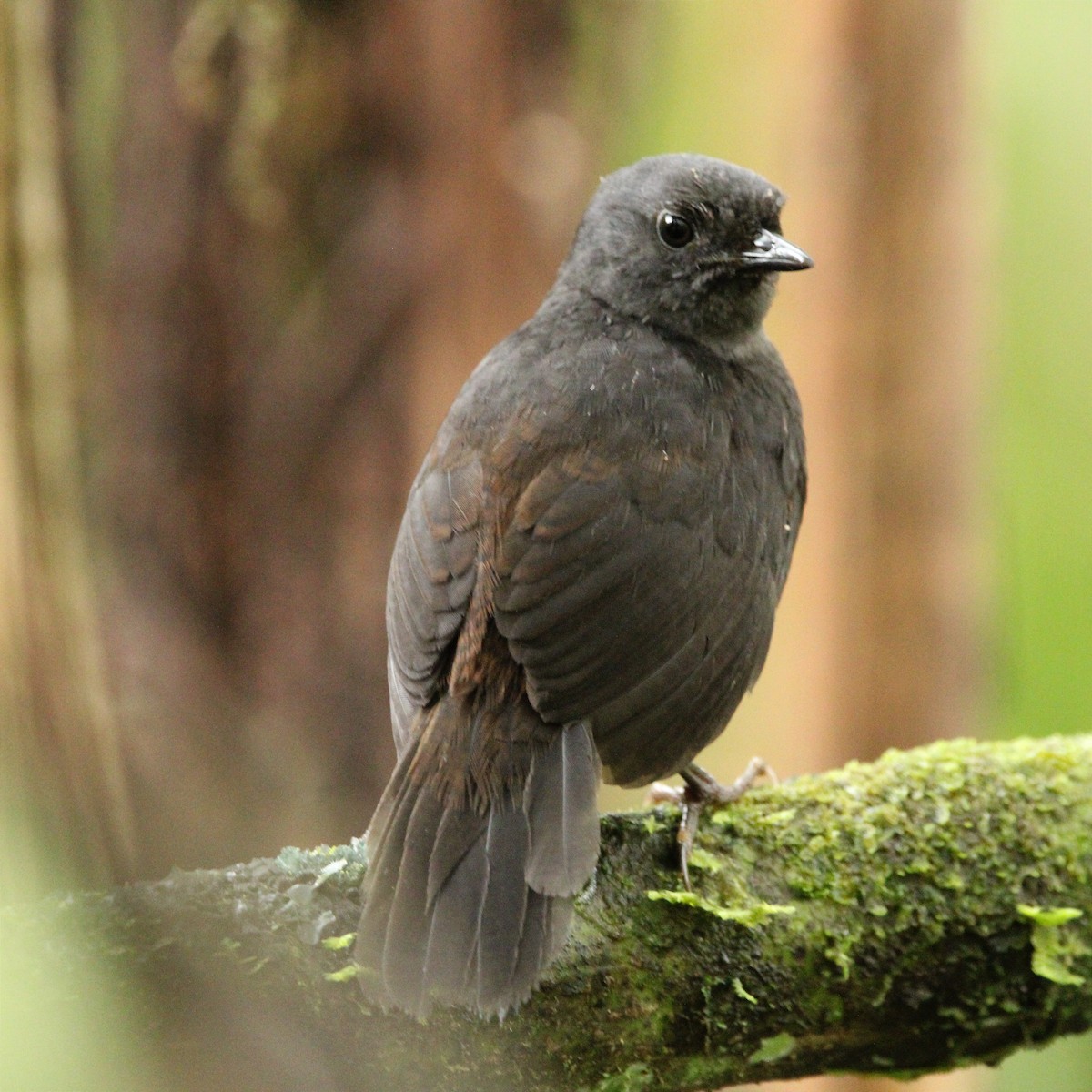 Long-tailed Tapaculo - ML451462991
