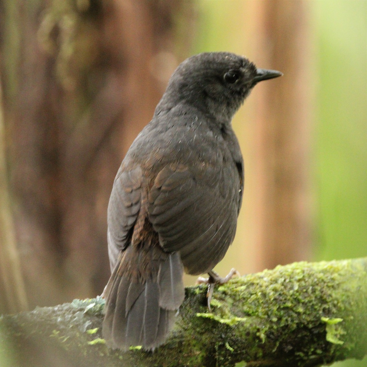 Long-tailed Tapaculo - ML451463011