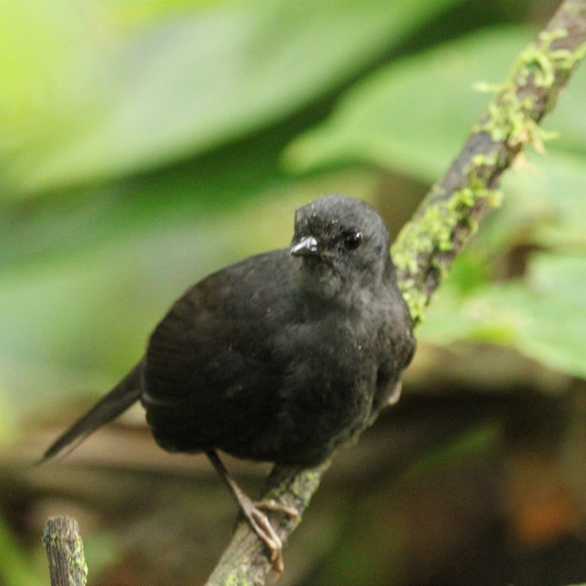 Long-tailed Tapaculo - ML451463091