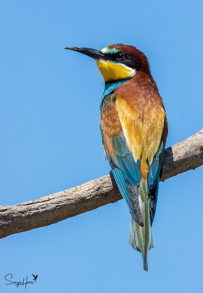 European Bee-eater - ML451466061