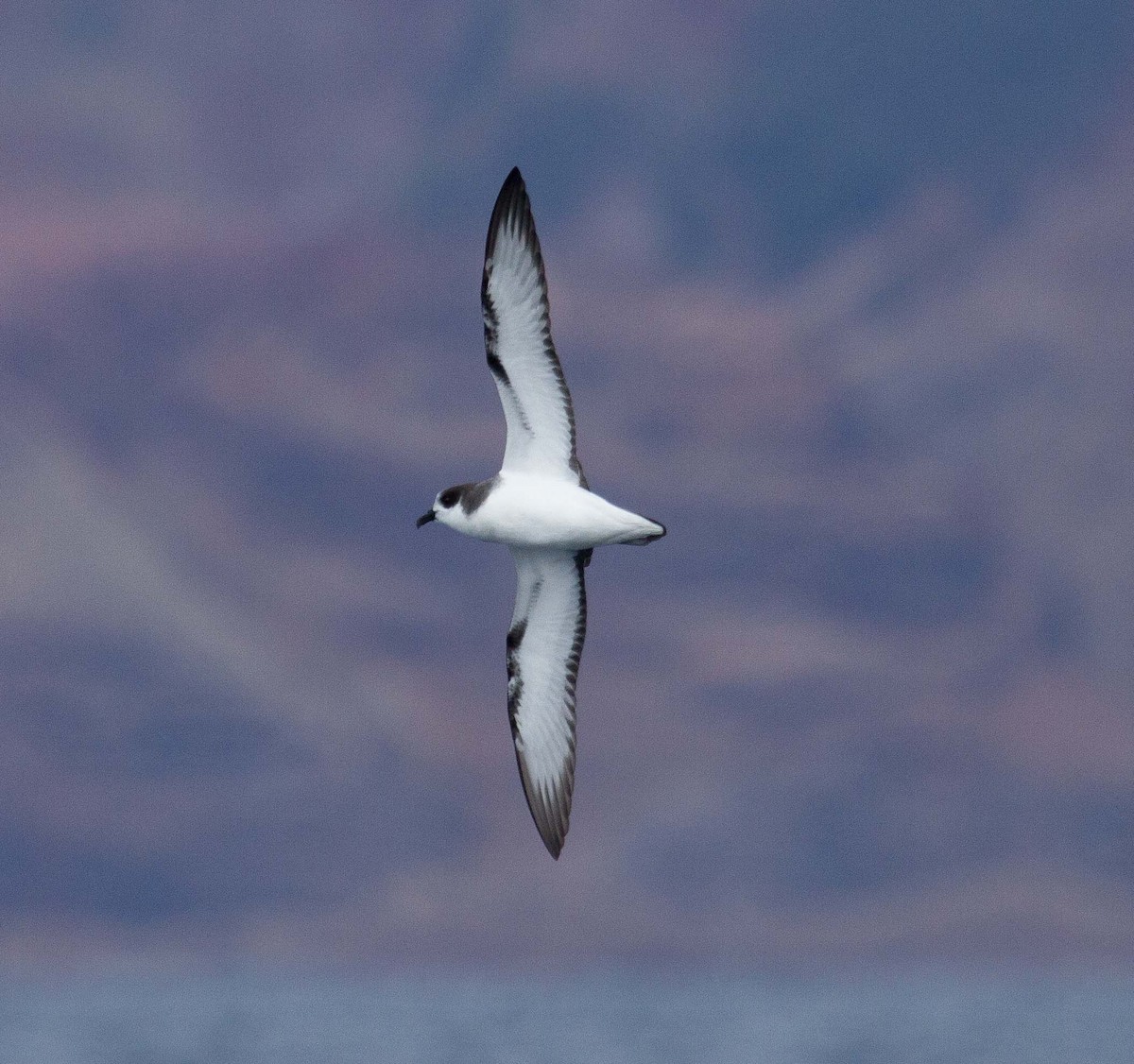 Stejneger's Petrel - Fernando Díaz I Albatross Birding Chile