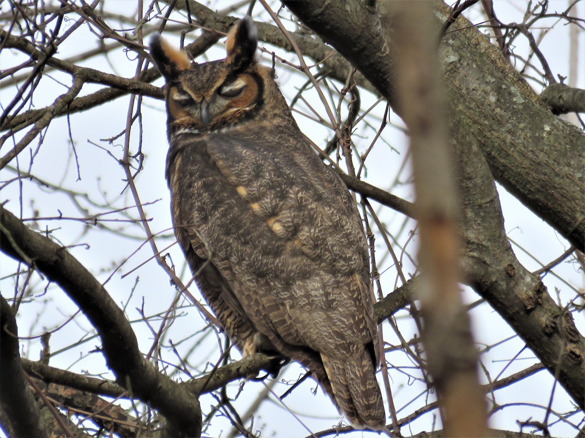 Great Horned Owl - JamEs ParRis
