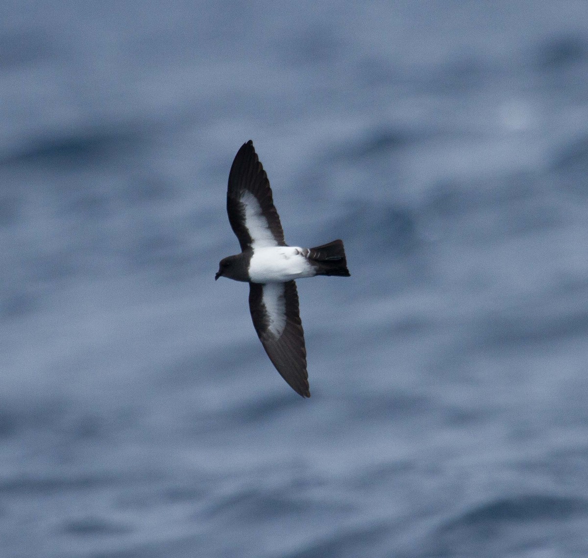 White-bellied Storm-Petrel - Fernando Díaz I Albatross Birding Chile