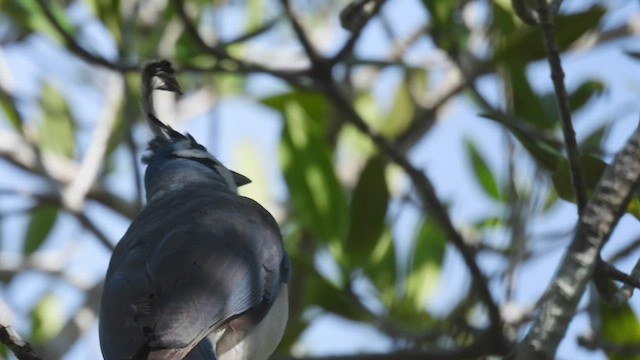 White-throated Magpie-Jay - ML451469751