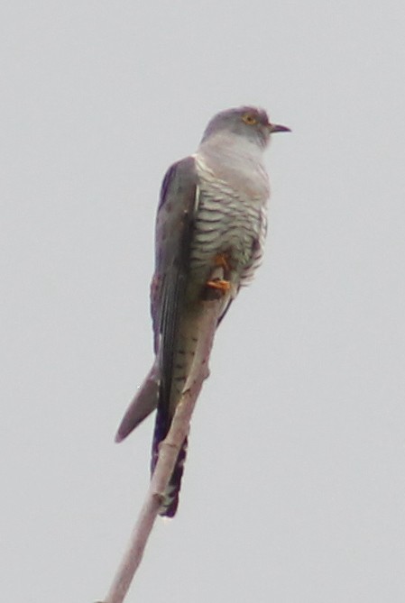 Common Cuckoo - ML451472661
