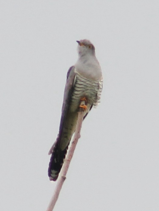 Common Cuckoo - ML451473391