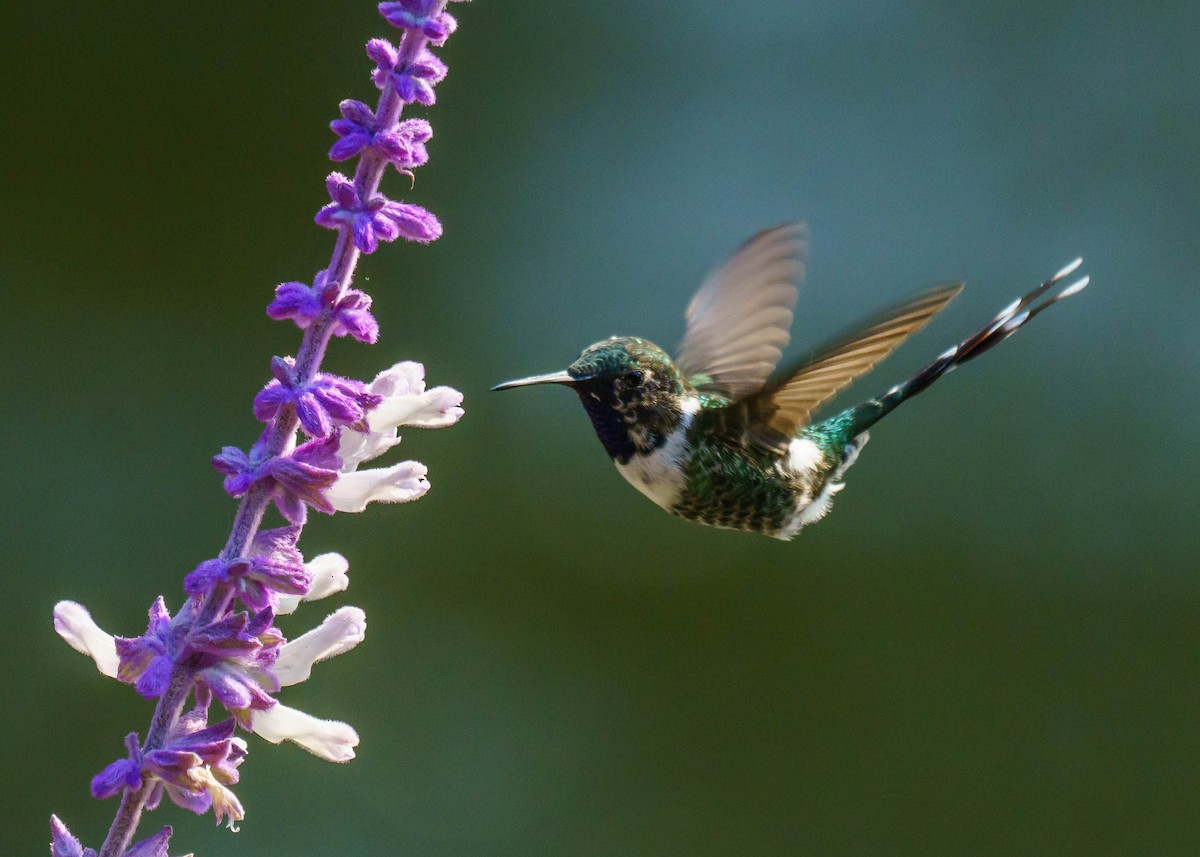 Sparkling-tailed Hummingbird - ML451476001