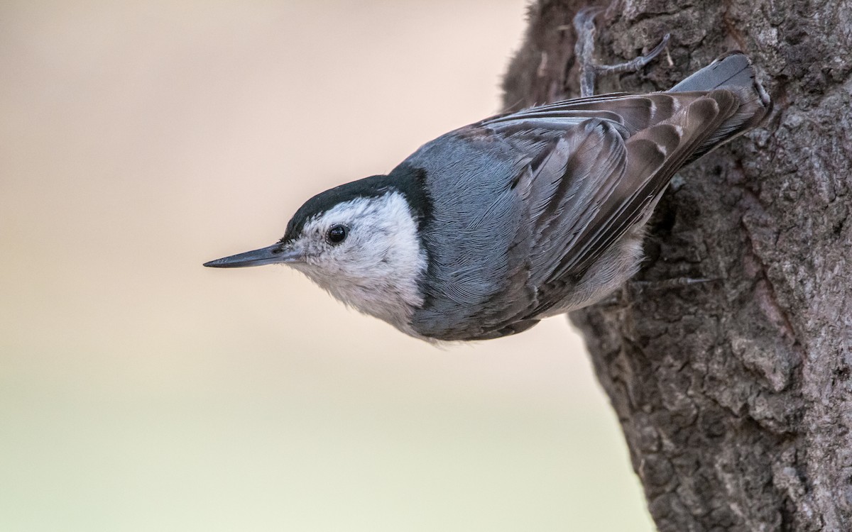 White-breasted Nuthatch - ML451477481