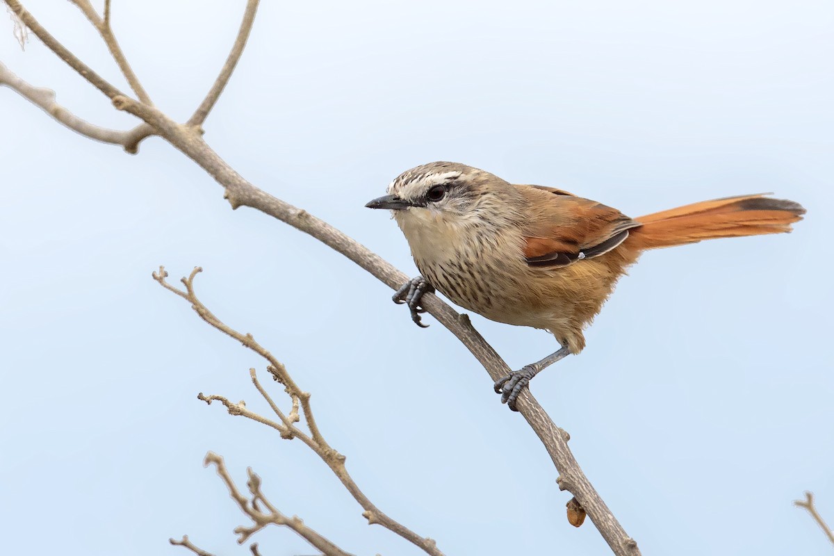 Necklaced Spinetail - ML451479741