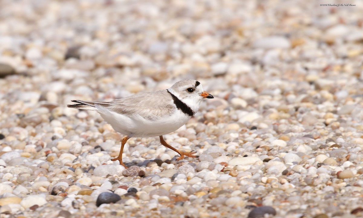 Piping Plover - ML451480461