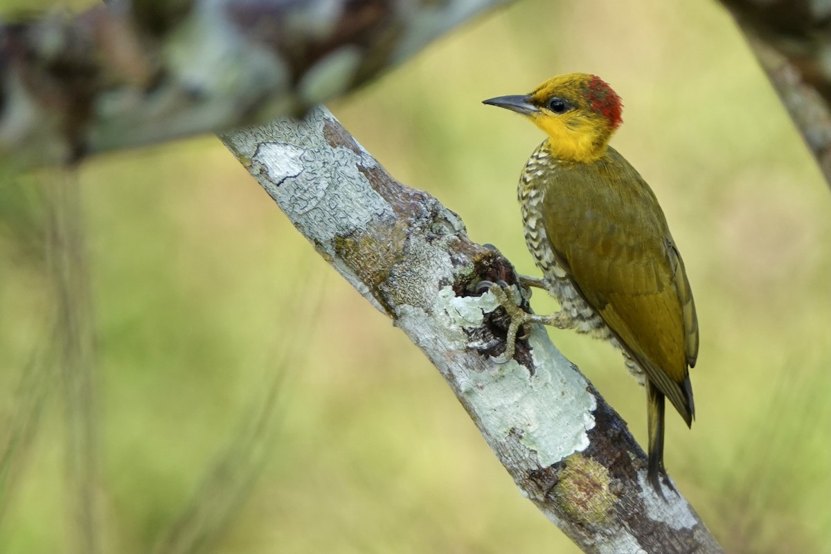 Yellow-throated Woodpecker - Bobby Wilcox
